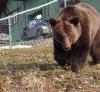 Dosar penal după uciderea marelui urs brun Arthur